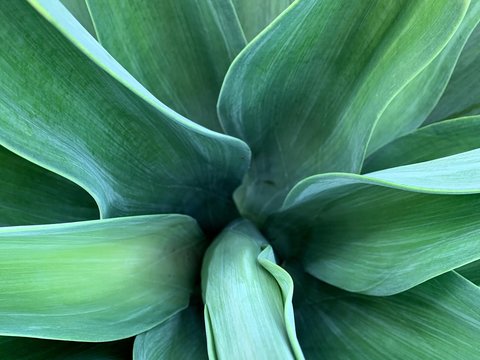 top view of a beautiful bouquet of green plants