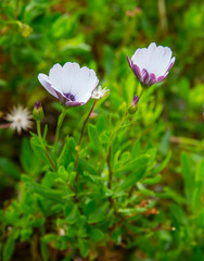 Fototapeta premium River close-up of white daisy plant