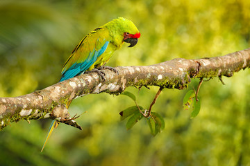 Ara ambigua, green parrot Great-Green Macaw on tree. Wild rare bird in the nature habitat, sitting on the branch in Costa Rica. Wildlife scene in tropic forest. Dark forest with macaw parrot.