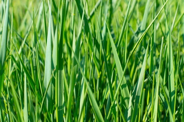Fototapeta na wymiar photo texture background green grass
