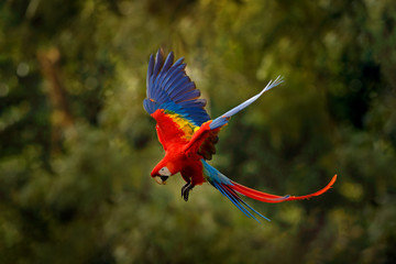 Red blue macaw parrot flying in dark green vegetation with beautiful back light and rain. Scarlet Macaw, Ara macao, in tropical forest, Costa Rica. Wildlife scene from tropical nature. Red in forest. © ondrejprosicky