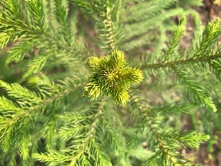 Close up green House Pine (Norfolk Island Pine)