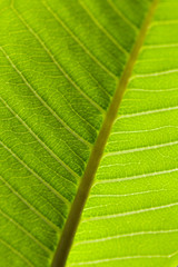 Macro green leaf texture. Green leaf macro photo. Streaks on a green leaf close-up. Abstract floral green background. Spring mood