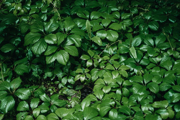 Background of bright green wet leaves after rain in garden.