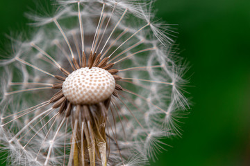 Macro photo of a dandelion on a green background. Copy space
