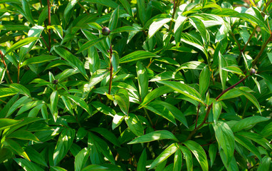 photo texture background green foliage