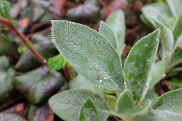 Stachys bizantina (Lamiaceae&uacute;, outdoor plants 2020
