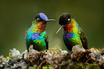 Glossy shiny tinny bird. Fiery-throated Hummingbird, Panterpe insignis, colourful bird sitting on branch. Mountain bright animal from Costa Rica. Red bright bird in the tropic forest.