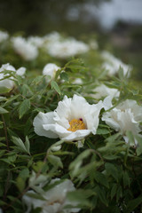 White Rock's peony on the green leaves background. Spring in the city garden with blossoming flower of Paeonia rockii