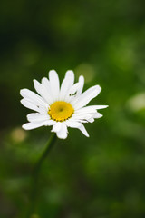 Fototapeta premium white chamomile on the green background in the garden