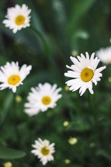 white chamomile on the green background in the garden