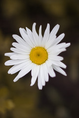 white chamomile on the green background in the garden