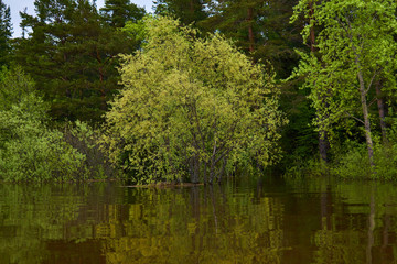 flowering willow flooded during spring flood