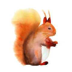Red fluffy squirrel. Watercolor illustration. Funny character isolated on a white background