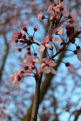 Macro de flores rosas en primavera