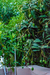 Closeup of Mangoes hanging on mango tree, mango farm. Mangifera indica.
