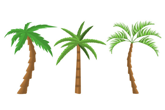 Decorative palm trees set.  Tropical tree green leaves, beach palms and retro california greenery. 