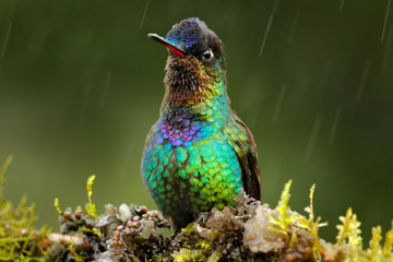 Glossy shiny tinny bird. Fiery-throated Hummingbird, Panterpe insignis, colourful bird sitting on branch. Mountain bright animal from Costa Rica. Red bright bird in the tropic forest.