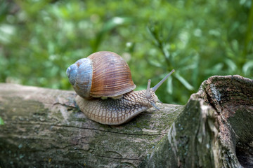 Snail creeping on a tree trunk
