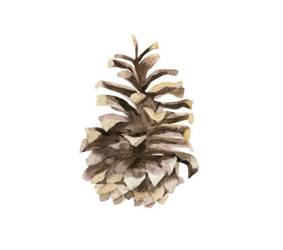 Watercolor realistic illustration of the pine cones from side view isolated on white background.