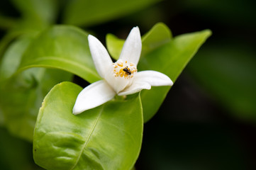 柚子の花と蟻