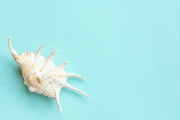 Summer travel background made of shell . Summer concept