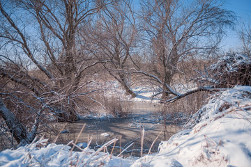 trees in the snow