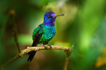 Golden-tailed Sapphire, Chrysuronia oenone, Sumaco Napo-Galeras National Park in Ecuador. Green blue head hummingbird sitting on the branch in the forest habitat. Wildlife Ecuador, Sapphire bird.