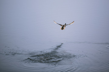 Duck flying away from ocean lake