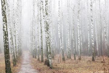 beautiful scene with birches in yellow autumn birch forest in october among other birches in birch grove in fog