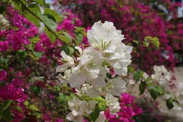pink and white lilac