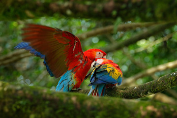 Pair of big parrots Scarlet Macaw, Ara macao, in forest habitat. Bird love. Two red birds sitting on branch, Costa Rica. Wildlife love scene from tropical forest nature.