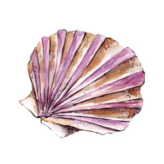 hand-drawn watercolor drawing sea pink-purple shell on a white background isolated for use in design, textile, postcards, print, element