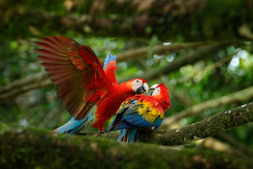 Pair of big parrots Scarlet Macaw, Ara macao, in forest habitat. Bird love. Two red birds sitting on branch, Costa Rica. Wildlife love scene from tropical forest nature.