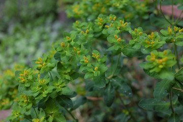 Euphorbia polychroma (Kern.), outdoor plants 2020