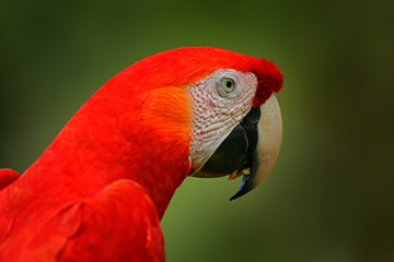 Fototapeta premium Portrait of big parrot Scarlet Macaw, Ara macao, in forest habitat. Bird love. Two red birds sitting on branch, Costa Rica. Wildlife love scene from tropical forest nature.