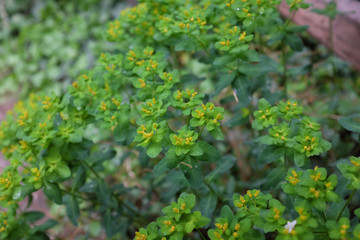 Fototapeta na wymiar Euphorbia polychroma (Kern.), outdoor plants 2020