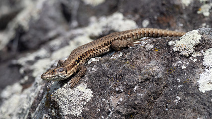 Closeup of a Common wall lizard (Podarcis muralis) sunbathing on a rock, Germany
