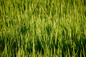 Green nature. Landscape of rice fields
