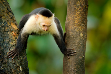 White-headed Capuchin, black monkey sitting and shake one's fist on tree branch in the dark tropical forest. Wildlife of Costa Rica. Travel holiday in Central America. Open muzzle with tooth.