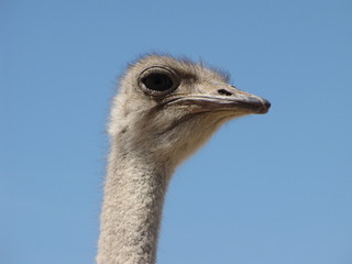 Animal Ostrich hairy head looking at you