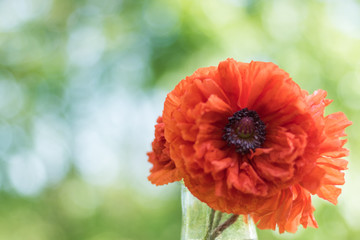 Red poppy flower closeup in soft morning light copy space