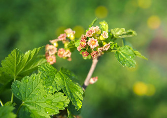 Red currant branch during flowering