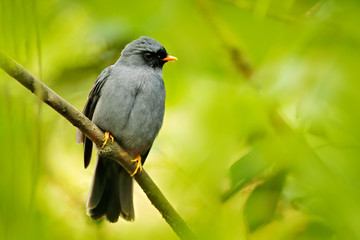 Black-faced Solitaire, Myadestes melanops, sitting on the green branch. Mountain bird in the dark green forest, clear background. Tropical bird in the nature habitat. Wildlife in Costa Rica.