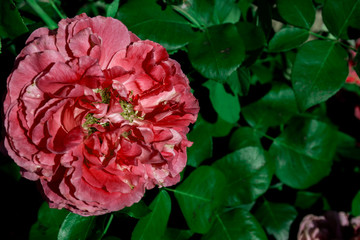 Live roses close-up, background of beautiful flowers