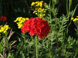 red flower in the garden