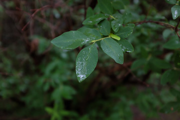 Lonicera tatarica L. (Caprifoliaceae), outdoor plants 2020