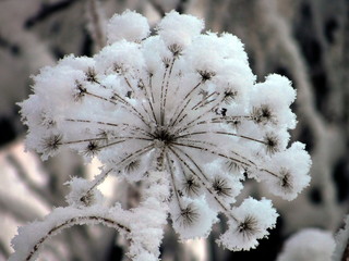 frost on branches