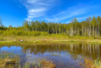 Bank of a forest lake