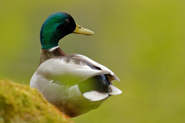 Naklejka na ściany i meble Bird hidden in the grass. Water bird Mallard, Anas platyrhynchos, duck in the green vegetation. Bird from European nature.